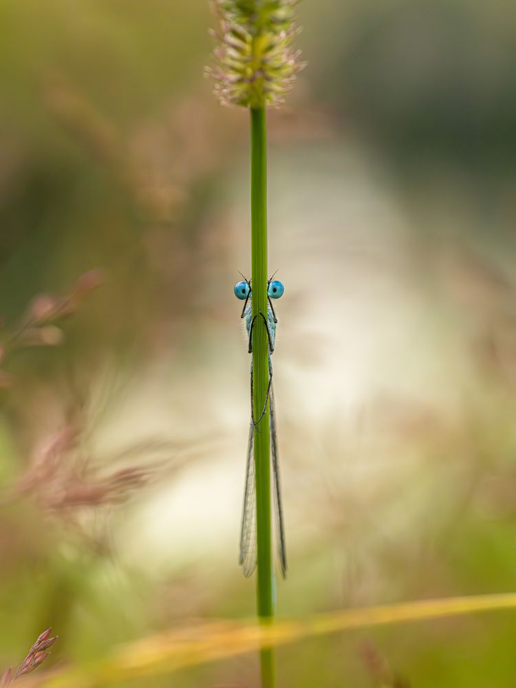Peek-a-boo!