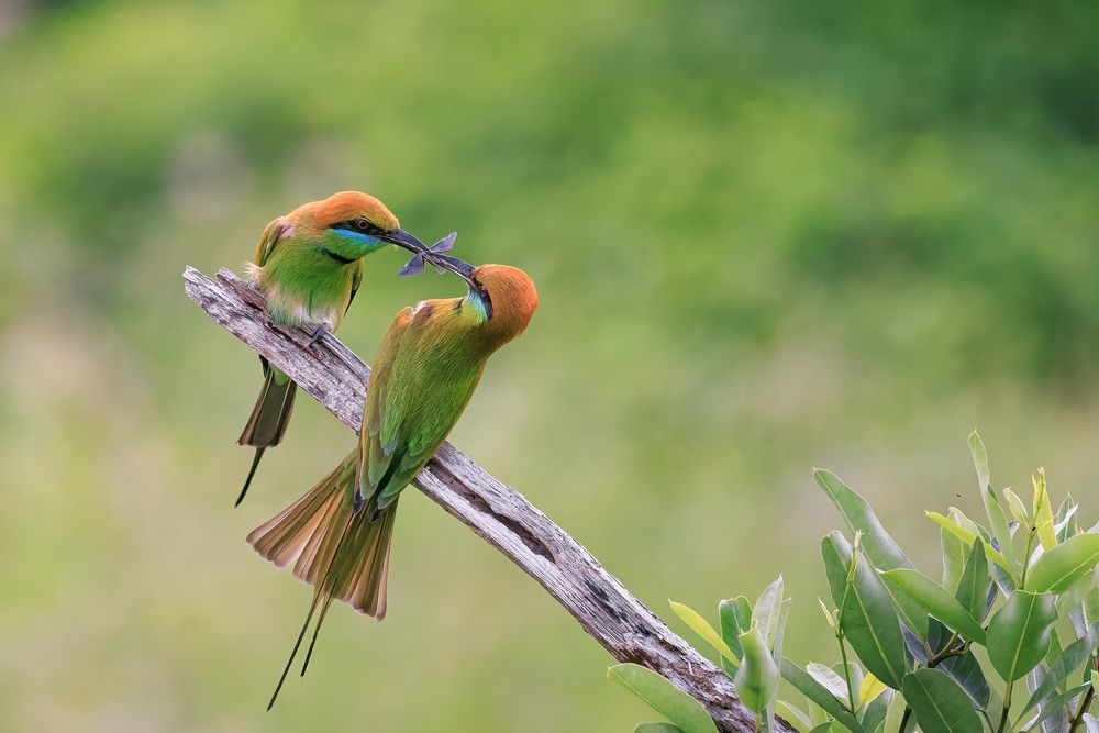 Photograph by Chau Nguyen