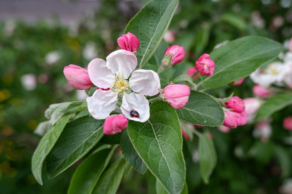 Photograph by Ирина Гуськова