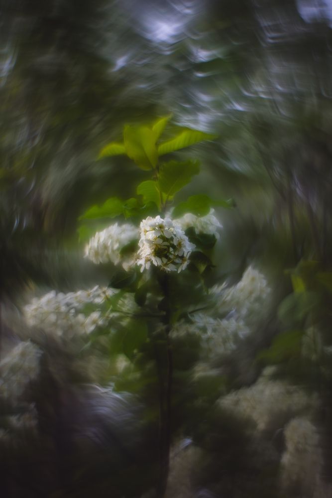 Photograph by Steve Shelby