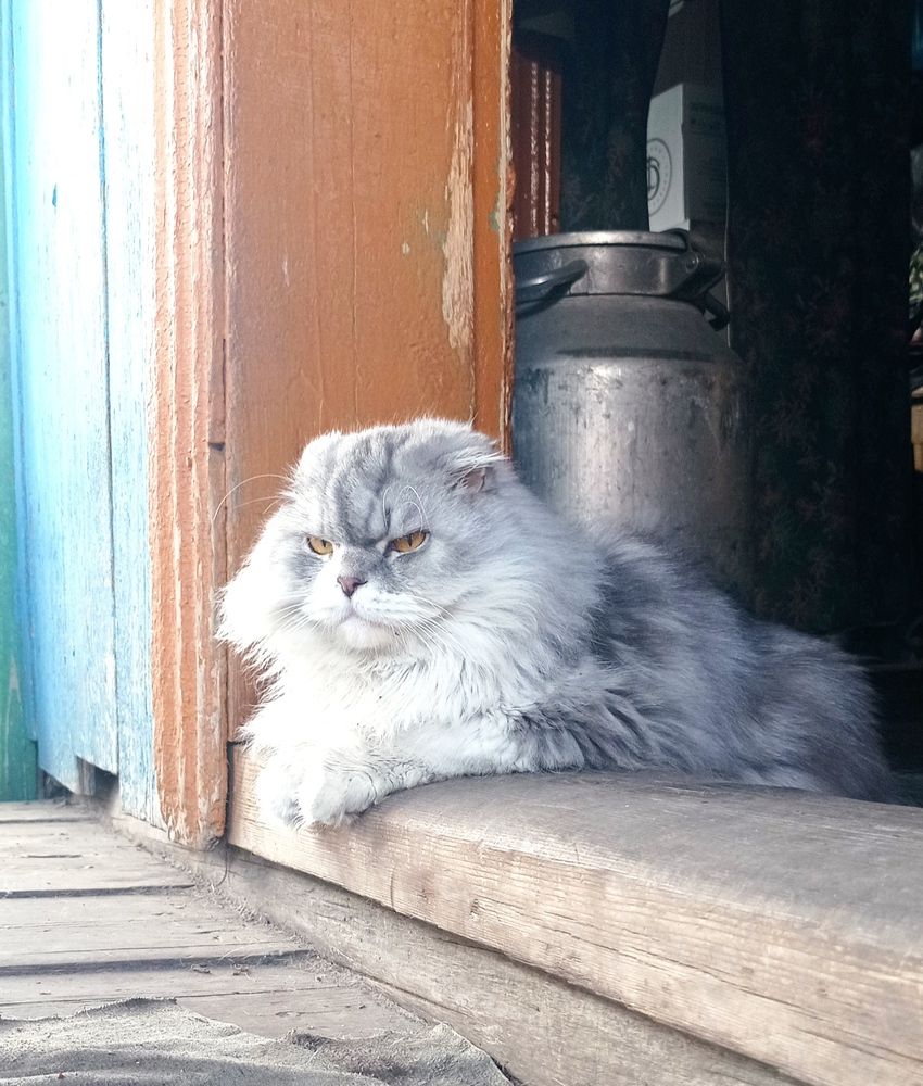 Маленький лев