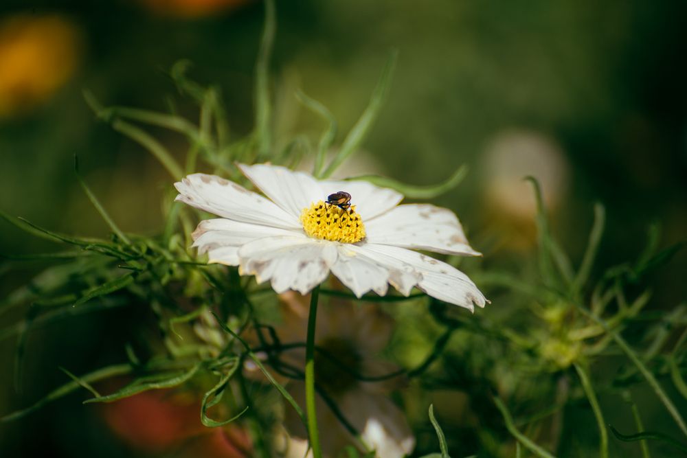 Photograph by Anh Tri ( Fat Cat )