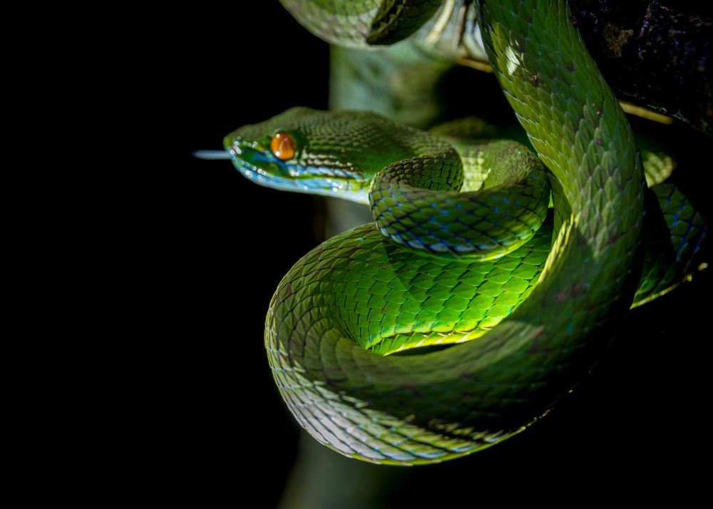 Photograph by kietbull