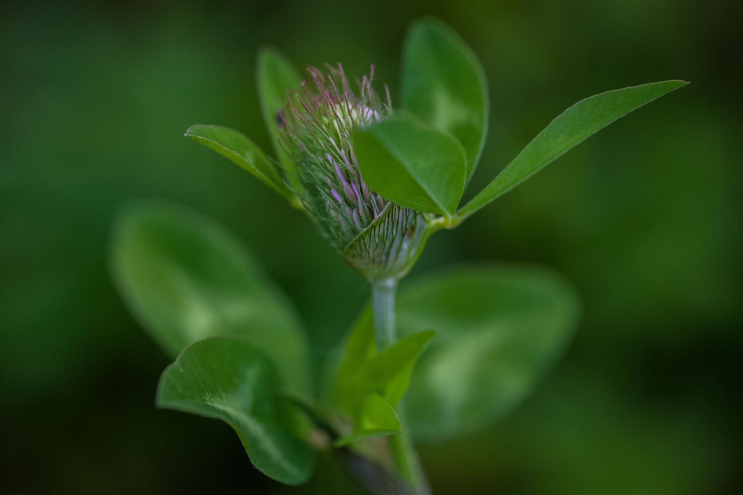 Photo #13603223