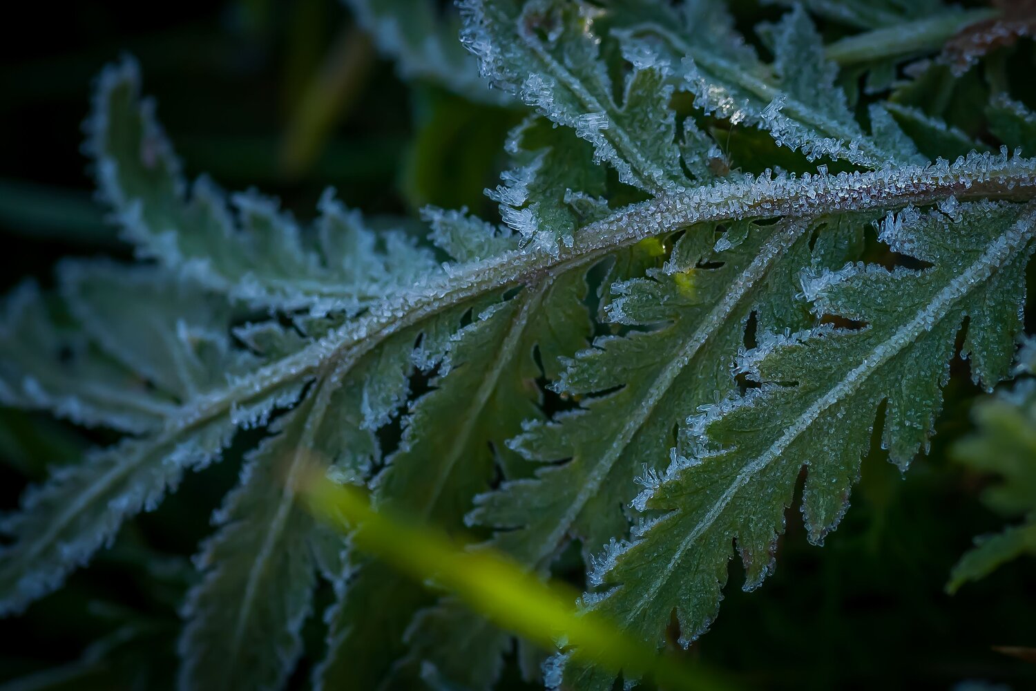 Photo #13603224