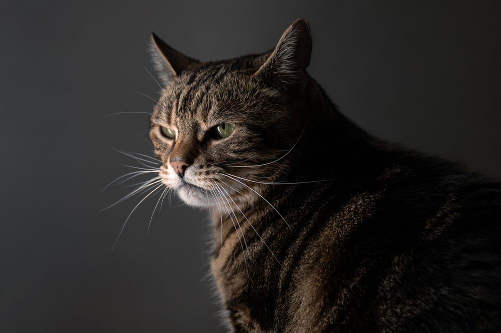 Photograph by Henriett Kmety