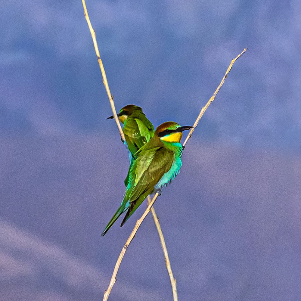 Photograph by amir ali navadeh shahla