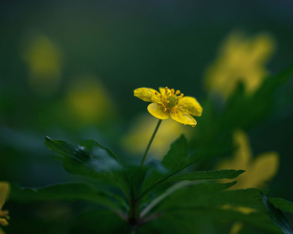 Photograph by Людмила Завьялова