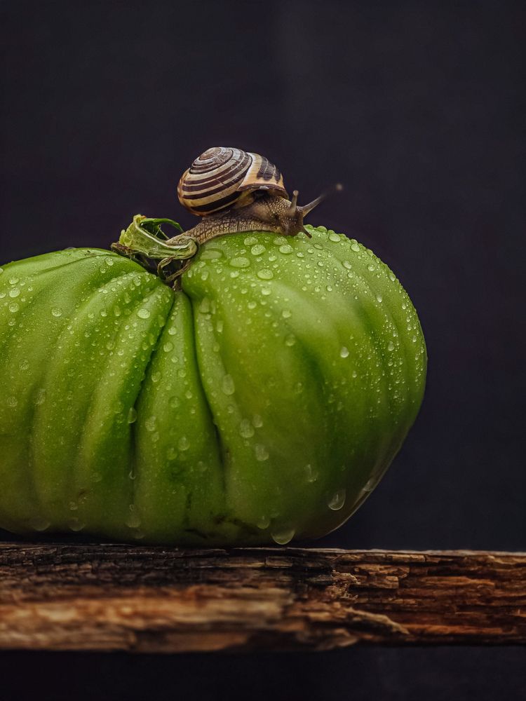 Photograph by Татьяна Гуцанович