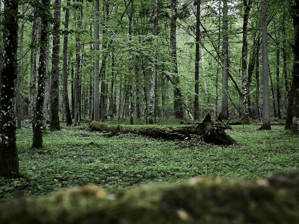 Photograph by Татьяна Яцкевич