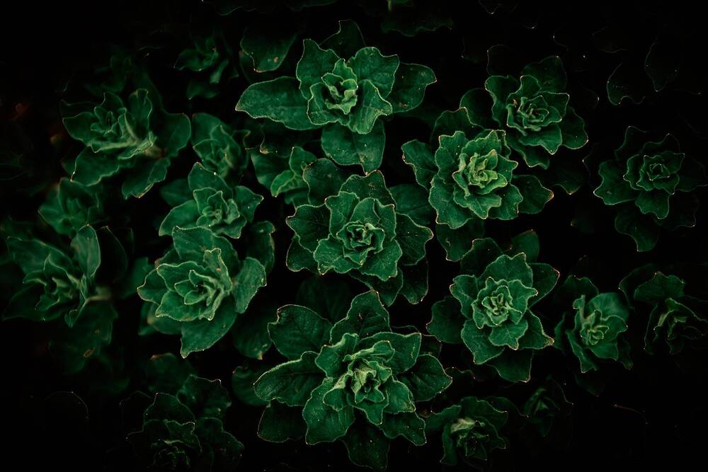 Photograph by Алексей
