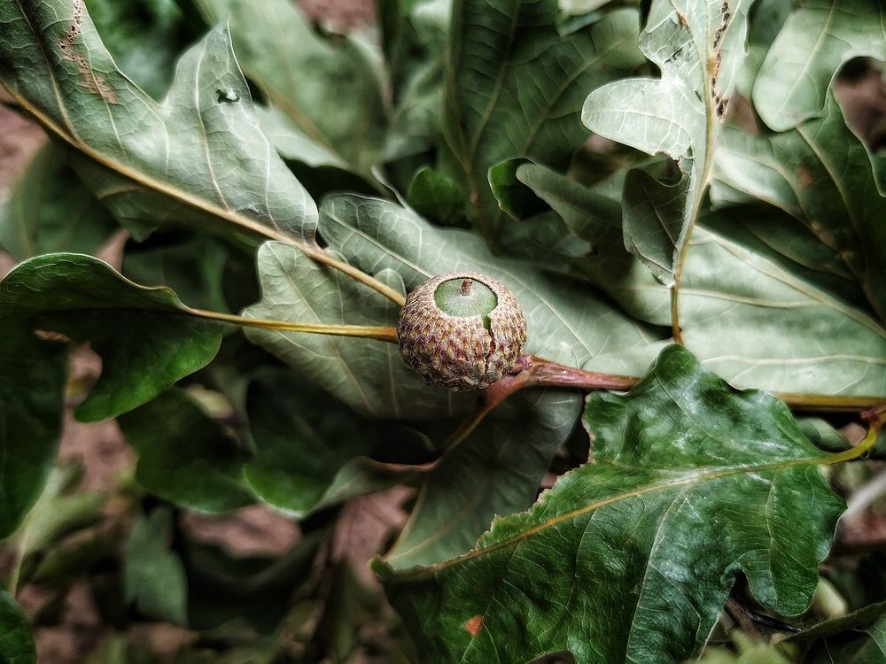 Forest Jewel