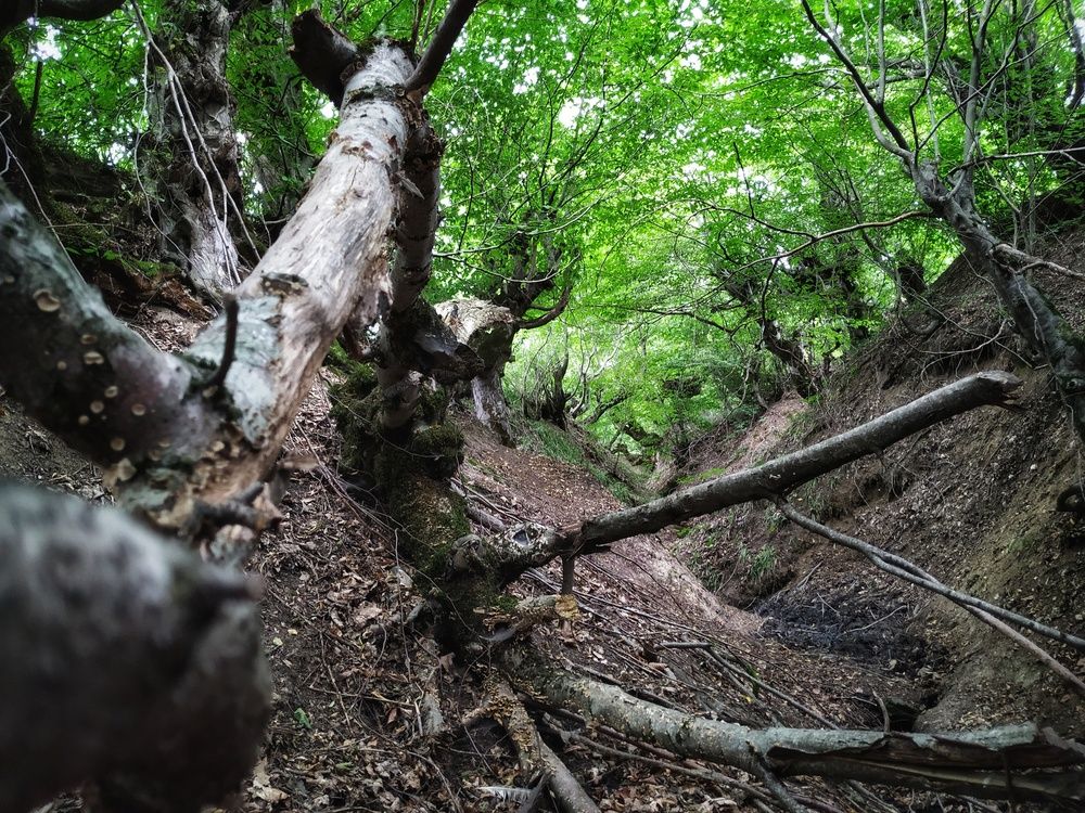 Forest