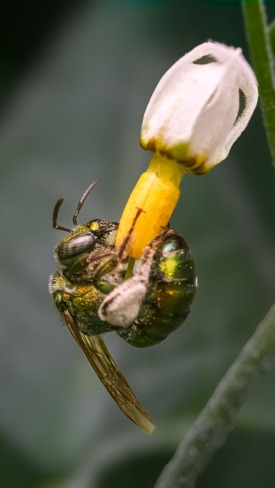 Verde sobre amarillo