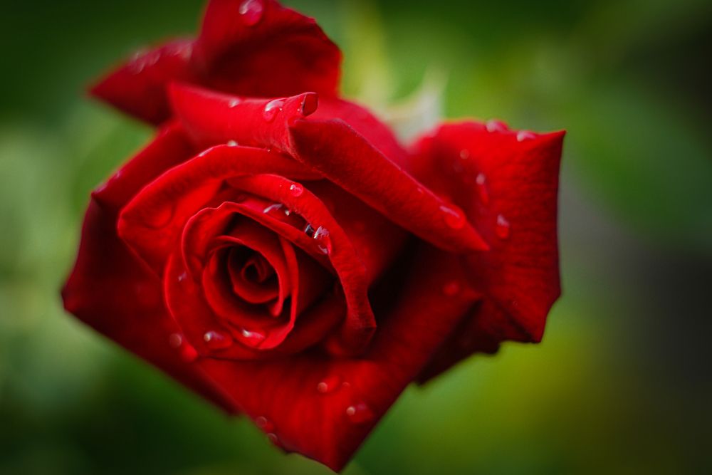 Photograph by Алексей Мякота