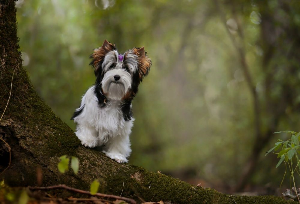 Photograph by Светлана Лукашкина