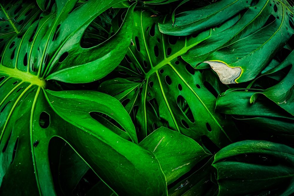 Photograph by Germán Garibay