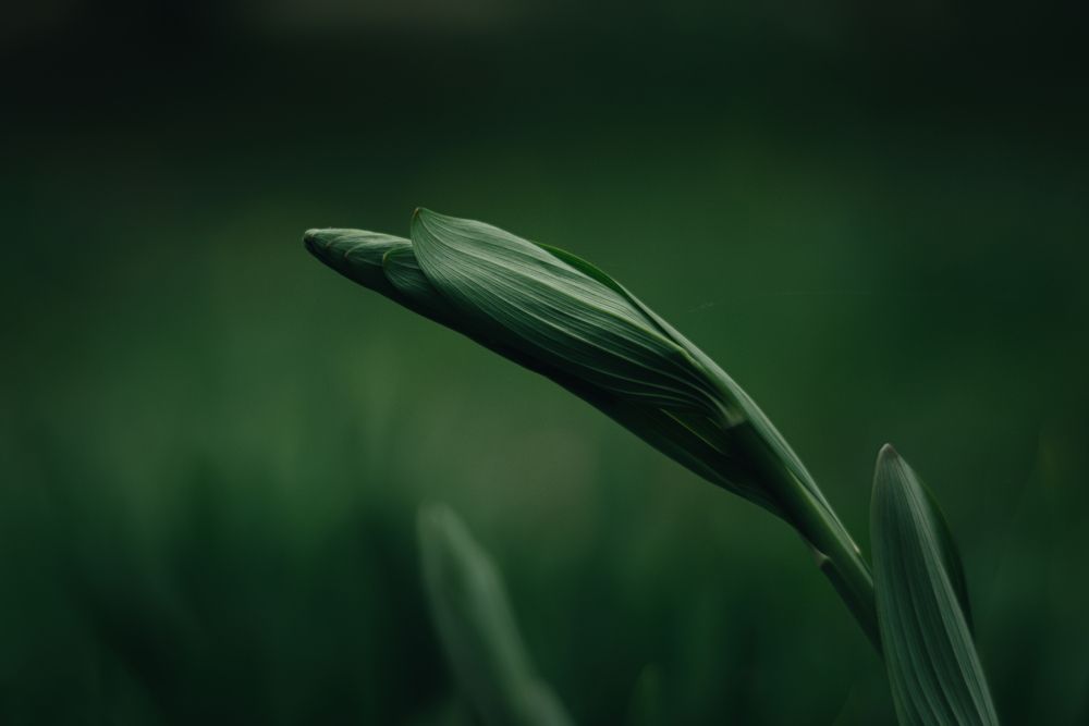 Photograph by Александра Плискова