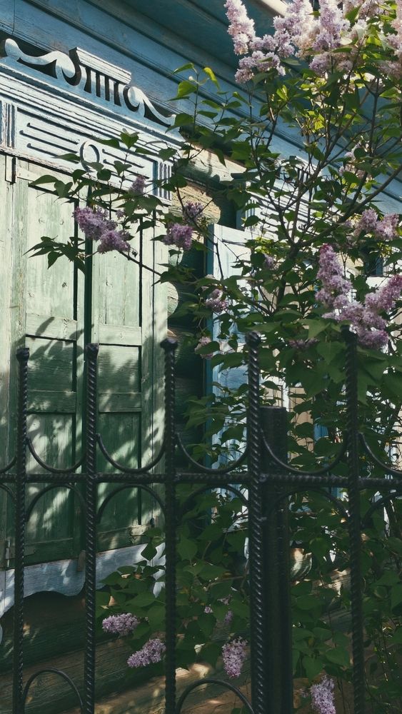 Сирень