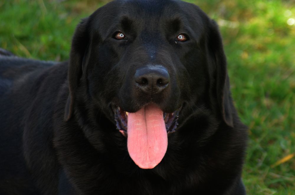 Labrador