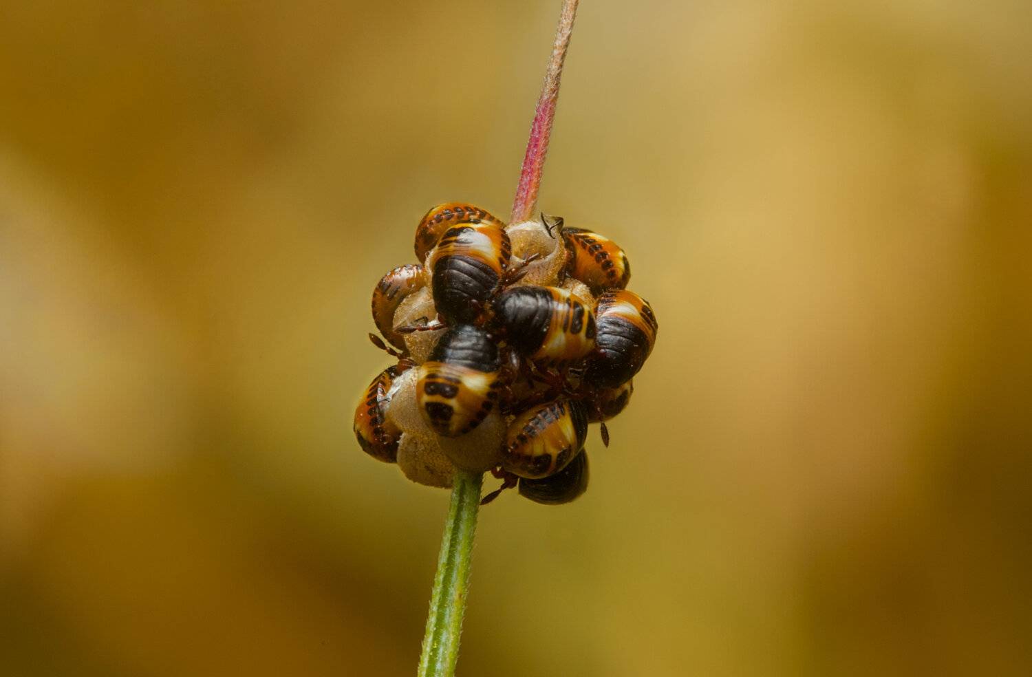 New life
