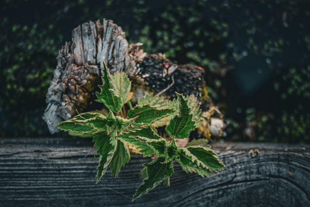 Photograph by Наталья Мыкольникова