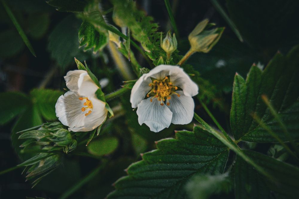 Photograph by Наталья Мыкольникова