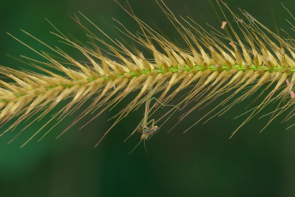 Photograph by Manjunath Acharya
