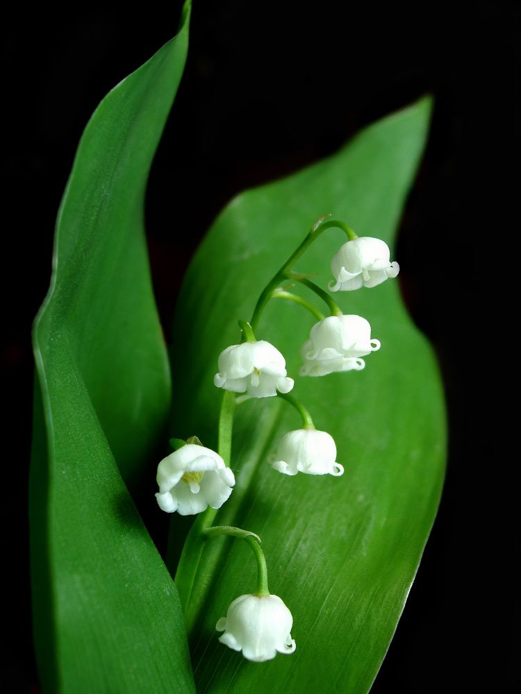 Photograph by Лариса Рулёва