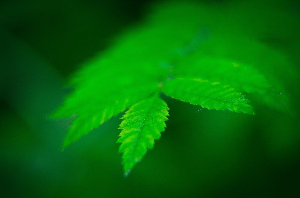 Photograph by Aliaksei Jodko