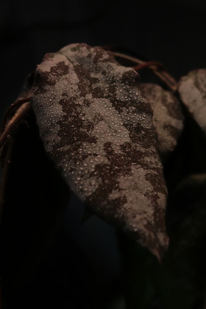 Photograph by Лилия Хохлова