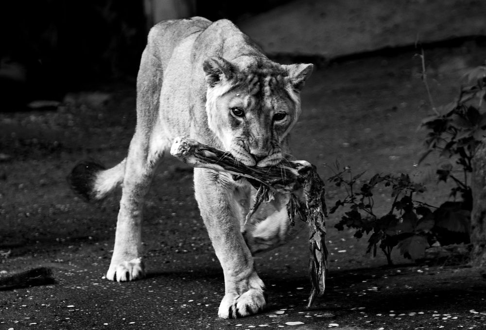 Predator