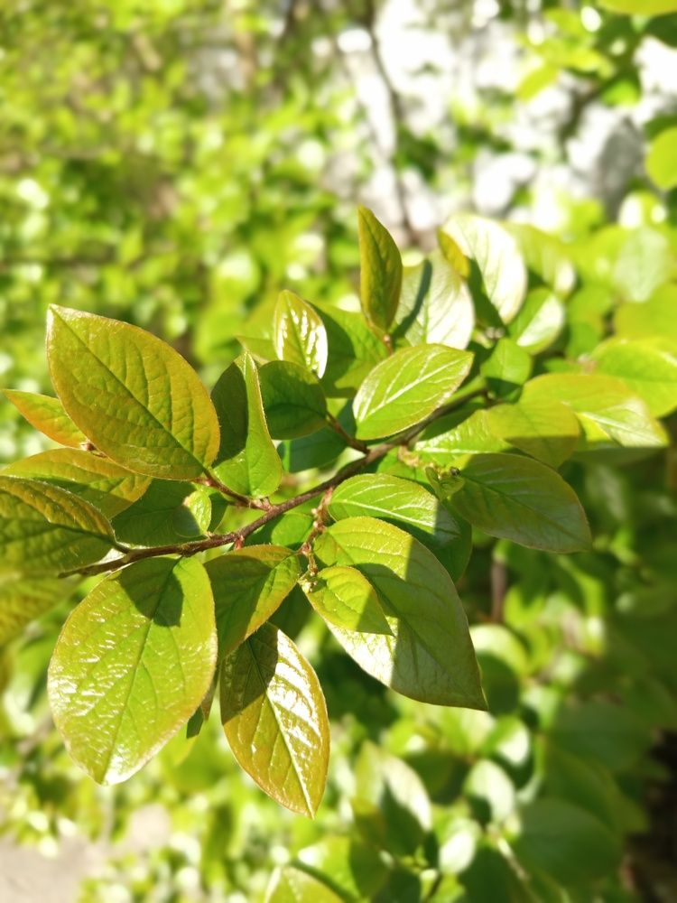 Photograph by Irena TURČINSKAJA