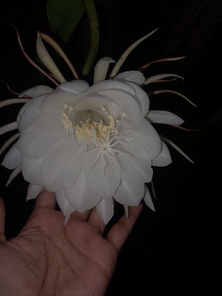 Nigt bloom