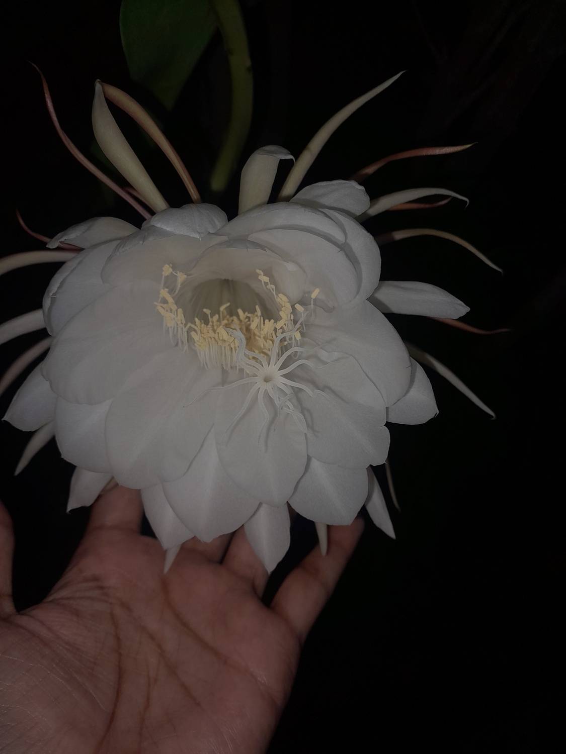 Nigt bloom