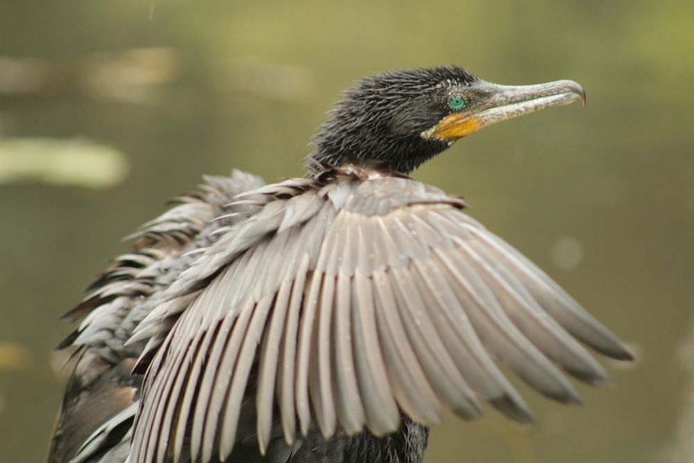 Neotropic Cormorant