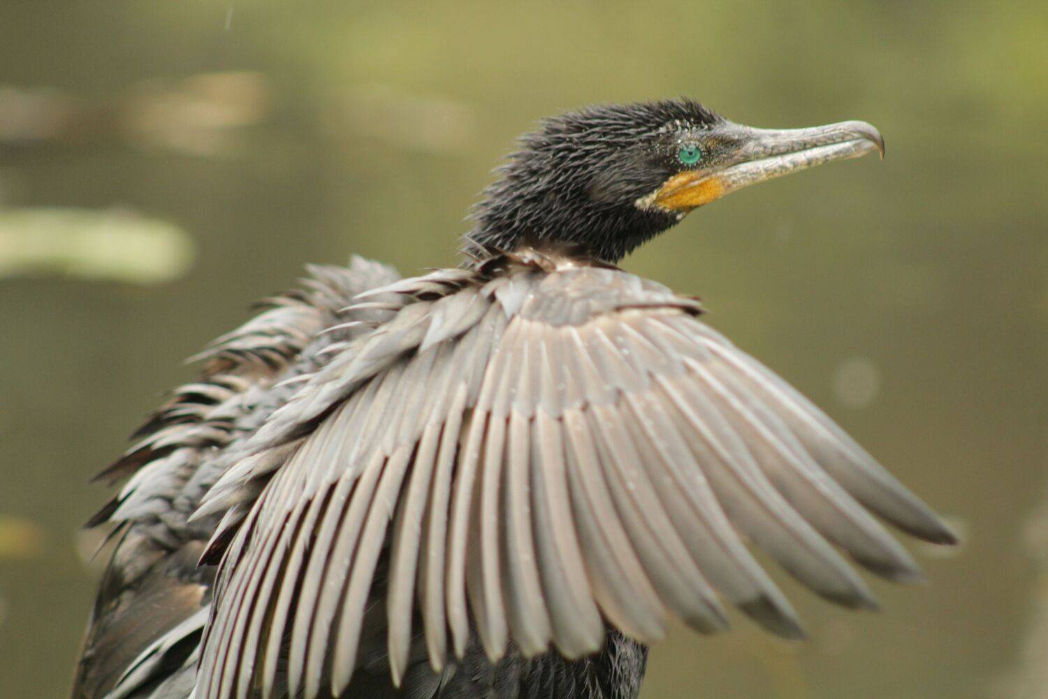 Neotropic Cormorant