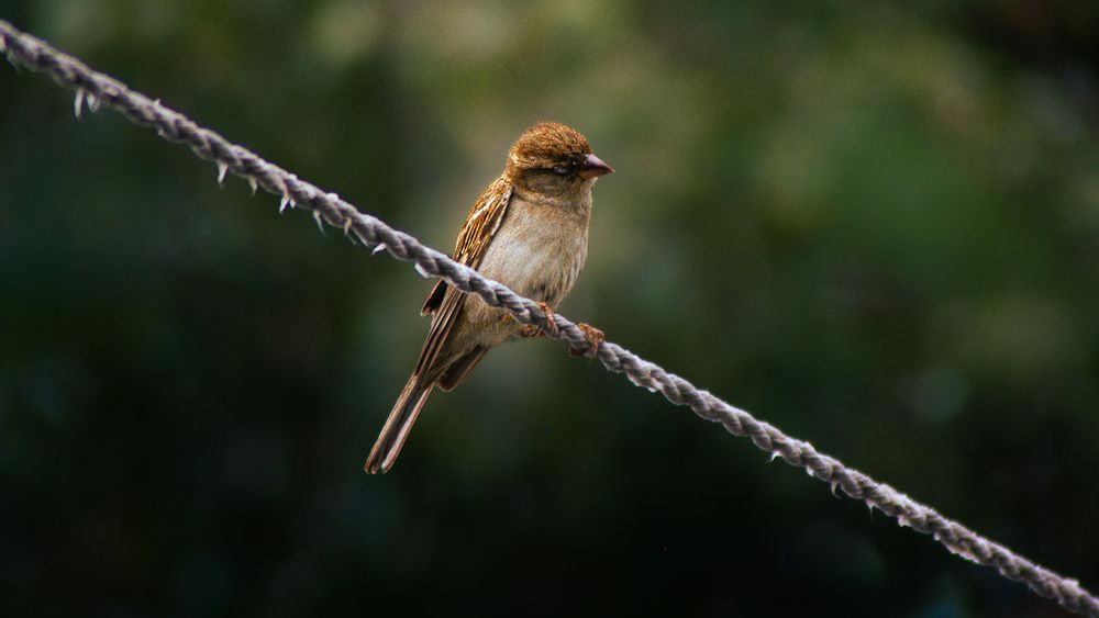 Photograph by Mehran Mehr