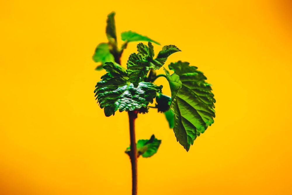 Photograph by عبد العليم السعدي