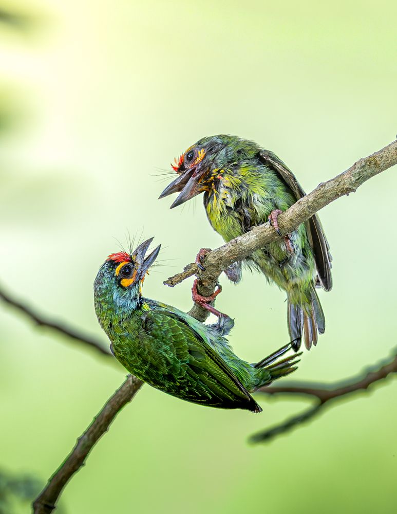 Photograph by Ravindu Attanayake