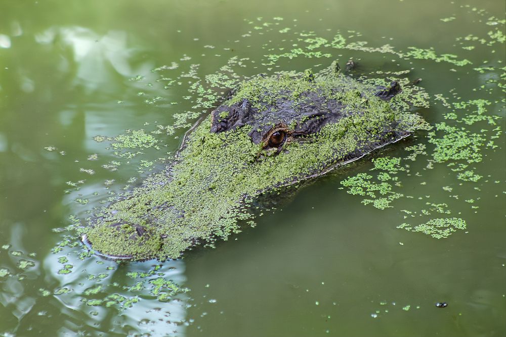Brood In Plain Sight