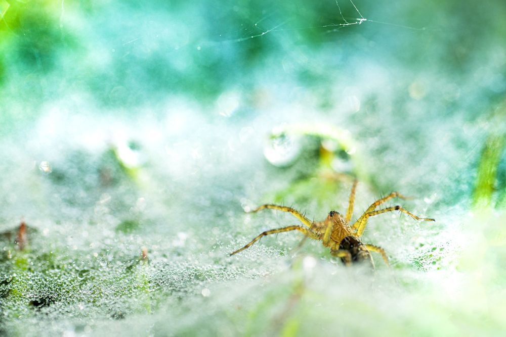 Predator in the Mist