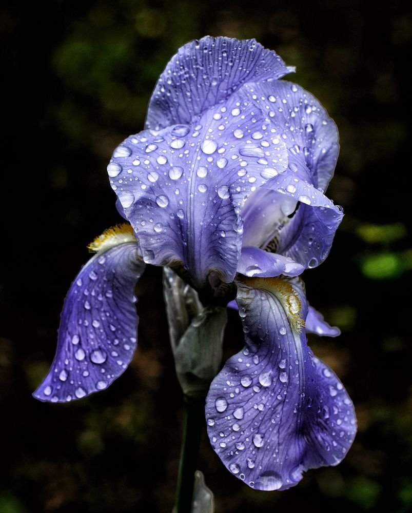 Photograph by Vasilisa the Beautiful