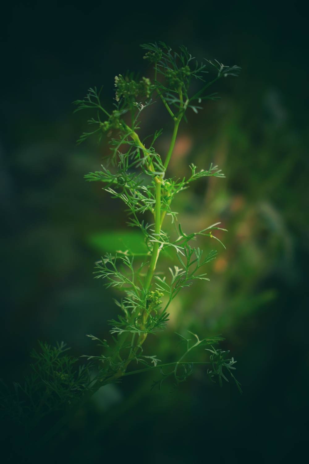 Green leaf