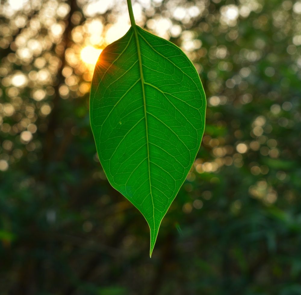 Green leaf