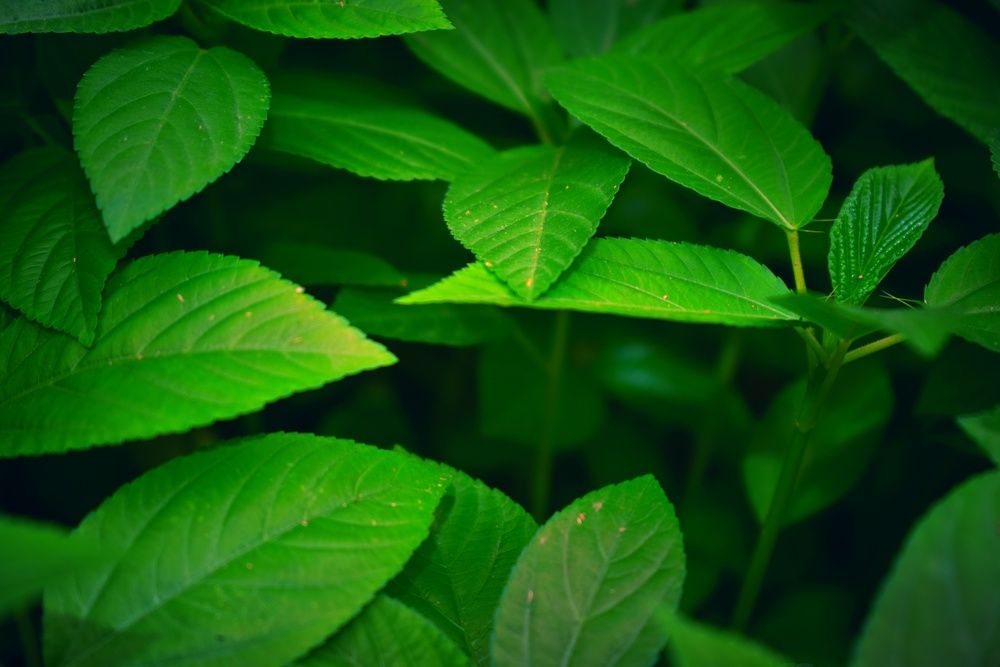 Green leaf