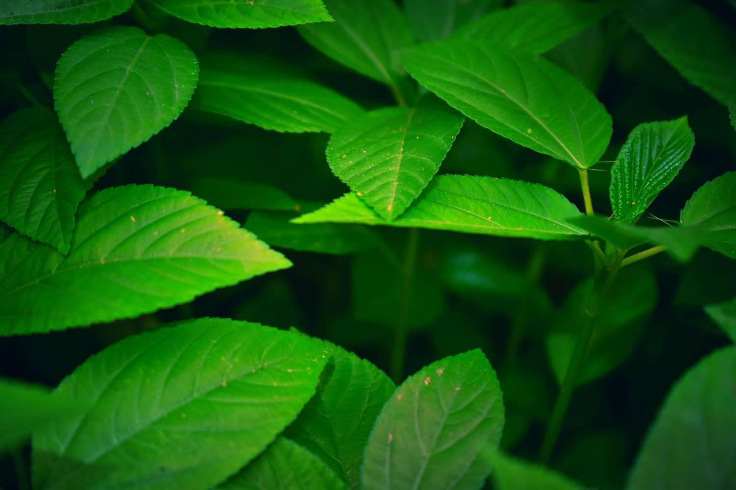 Green leaf