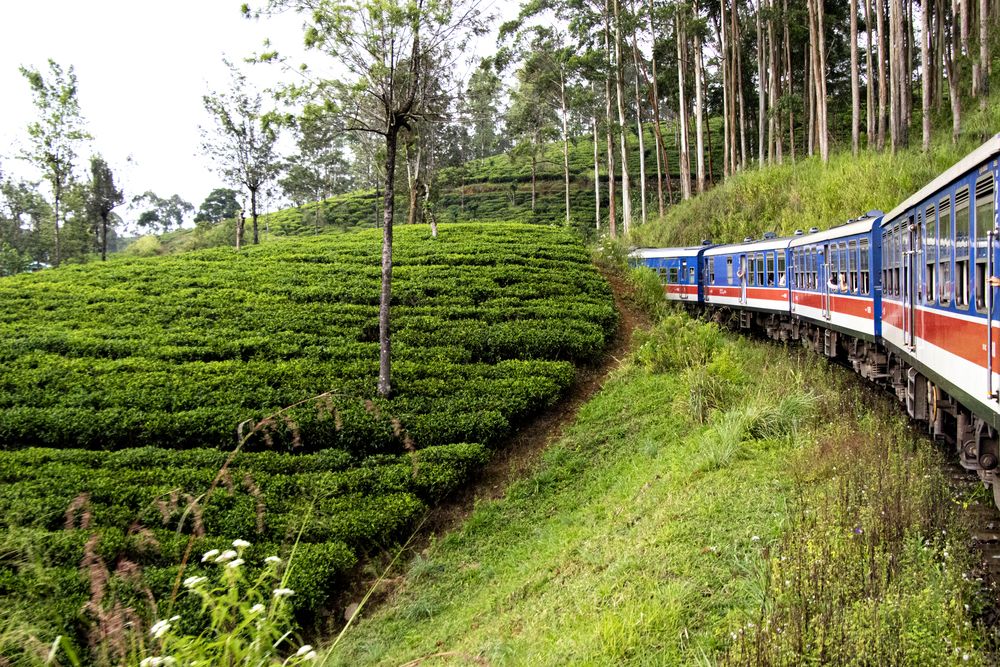 Train and Tea Garden of Sri Lanka
