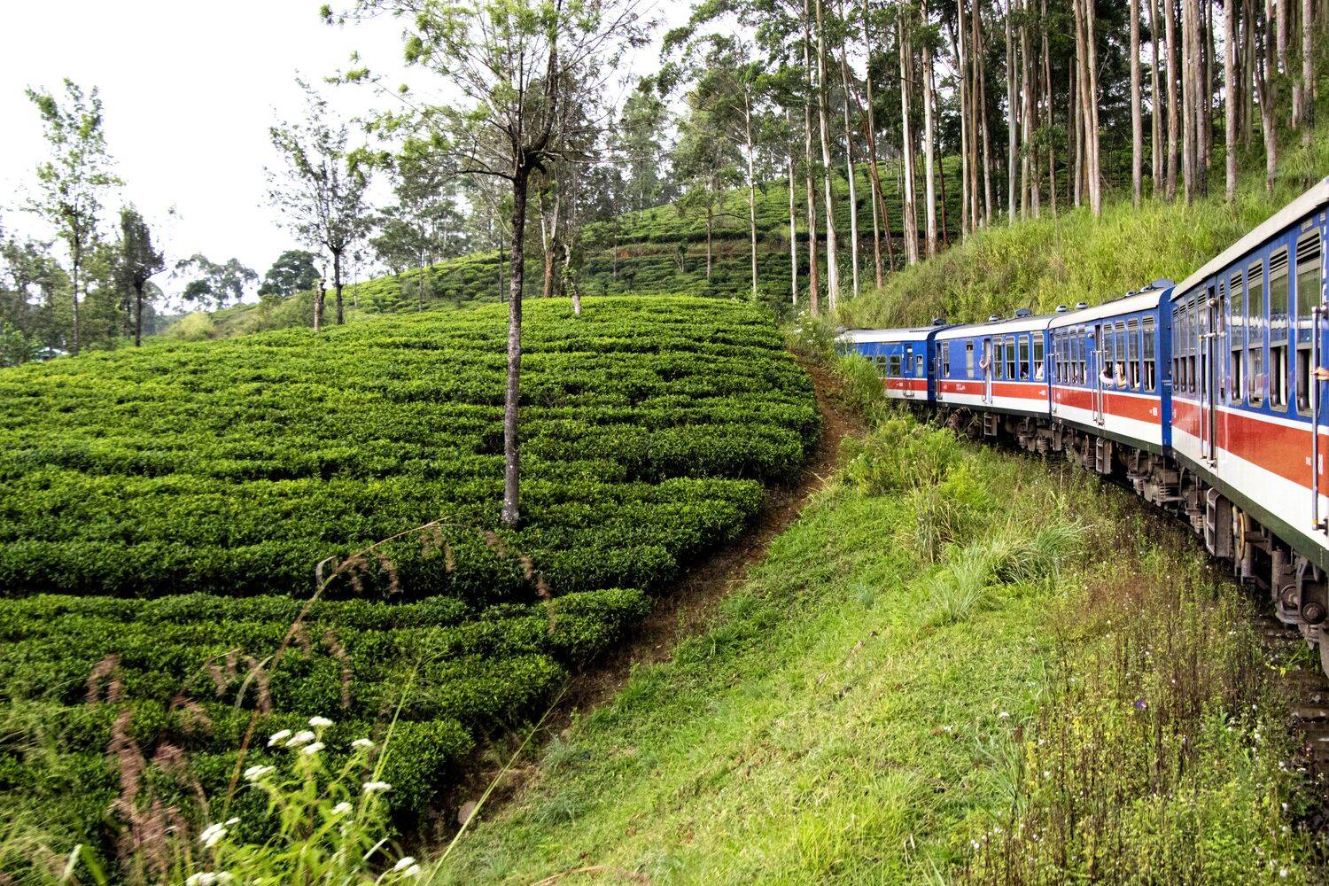 Train and Tea Garden of Sri Lanka