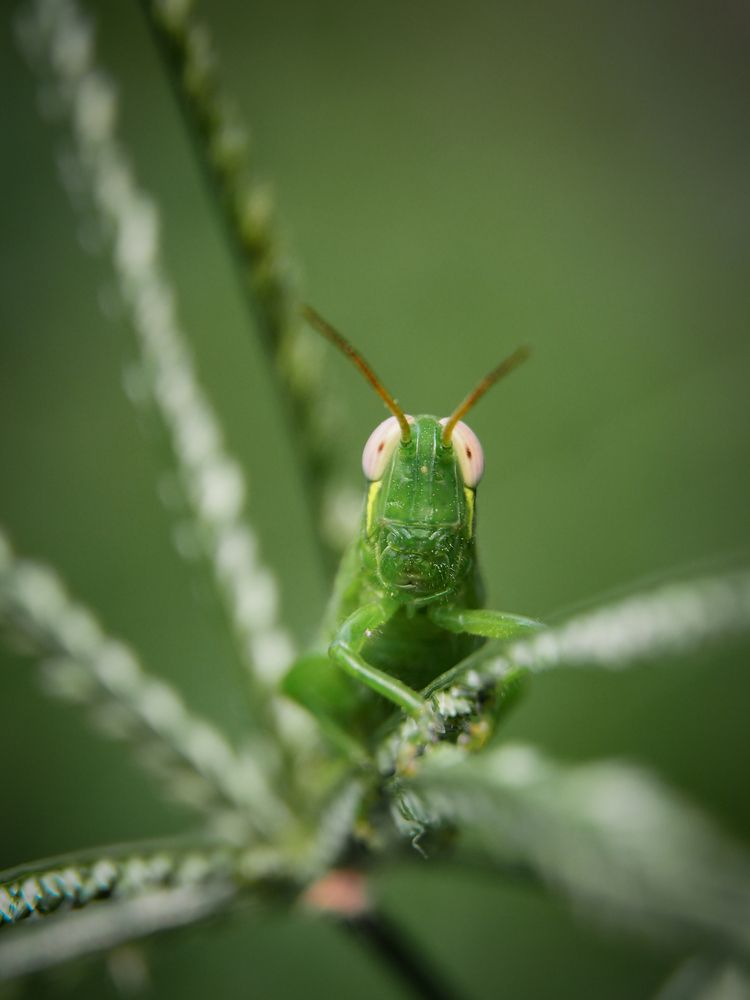 green grasshopper